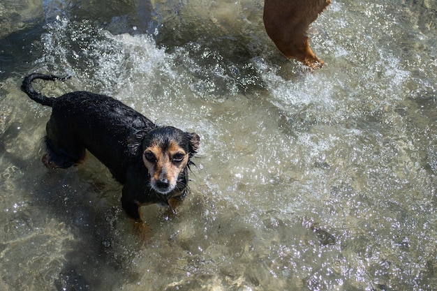 Terrier mix cachorro brincando e nadando na praia