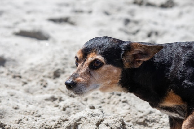 Terrier mix cachorro brincando e nadando na praia