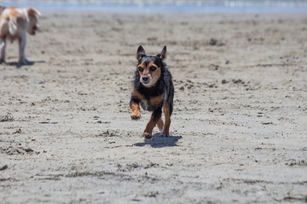 Terrier mix cachorro brincando na praia