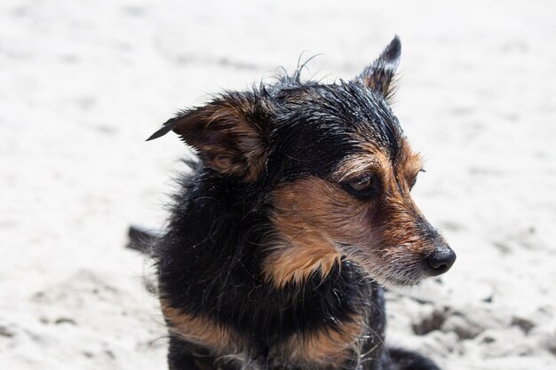 Terrier mix cachorro brincando na praia