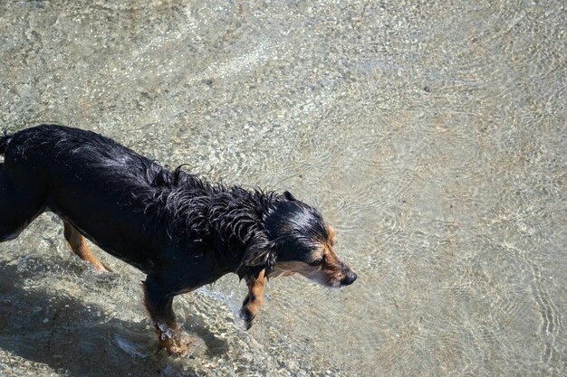 Terrier-Mix-Hund, der am Strand spielt und schwimmt