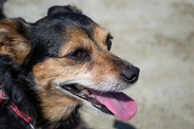 Terrier-Mix-Hund, der am Strand spielt und schwimmt