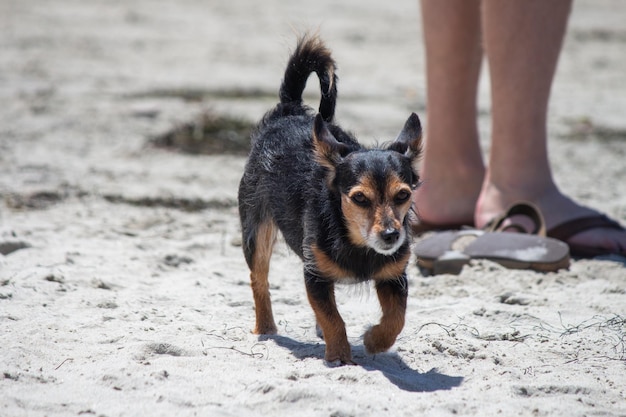 Terrier-Mix-Hund, der am Strand spielt