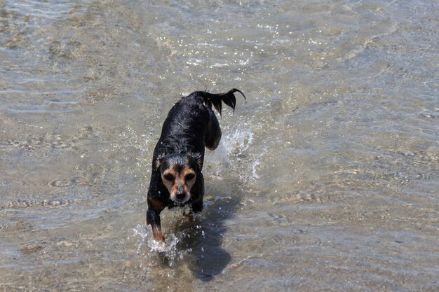 Terrier-Mix-Hund, der am Strand spielt