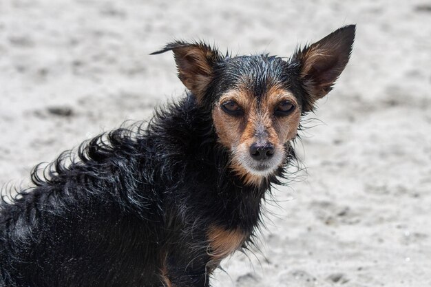 Terrier-Mix-Hund, der am Strand spielt