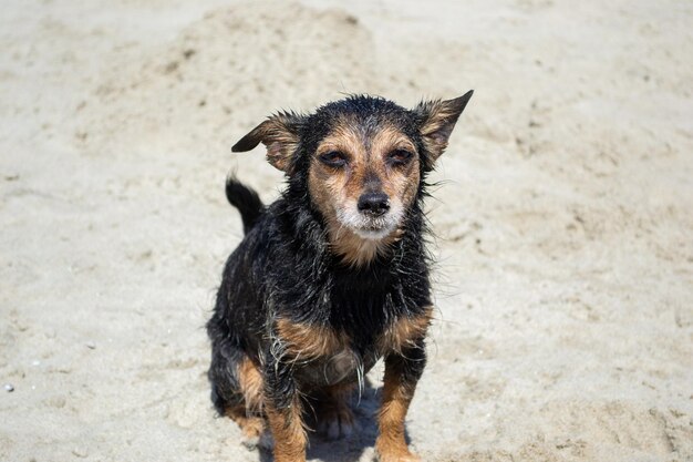 Terrier mix perro jugando y nadando en la playa