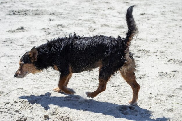 Terrier mix perro jugando y nadando en la playa