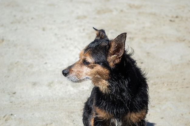 Terrier mix perro jugando y nadando en la playa