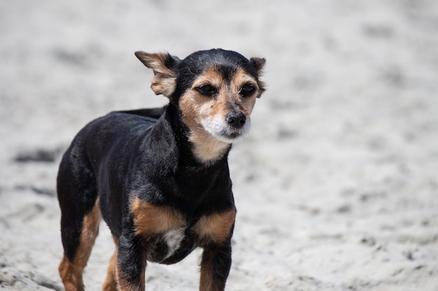 Terrier mix perro jugando y nadando en la playa