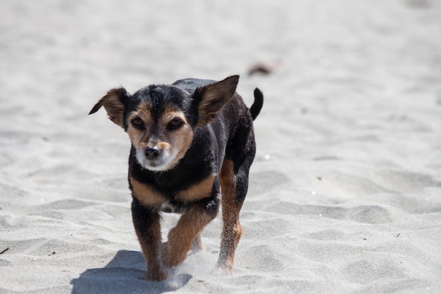 Terrier mix perro jugando y nadando en la playa