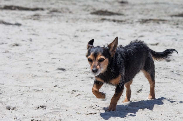 Terrier mix perro jugando en la playa
