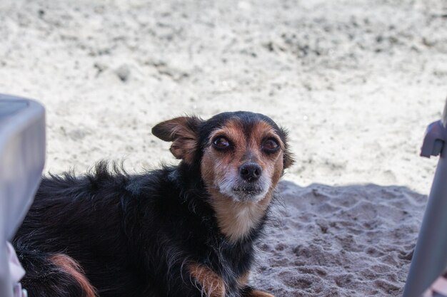 Terrier mix perro jugando en la playa