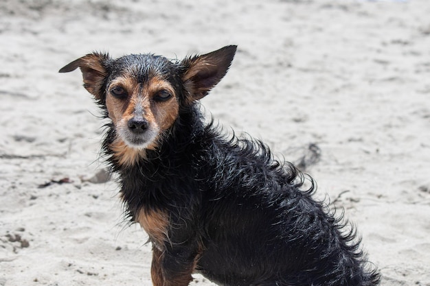 Terrier mix perro jugando en la playa