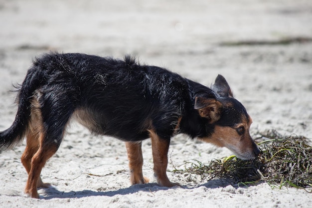 Terrier mix perro jugando en la playa