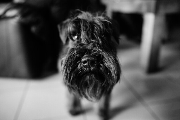 Terrier negro junto a un hombre