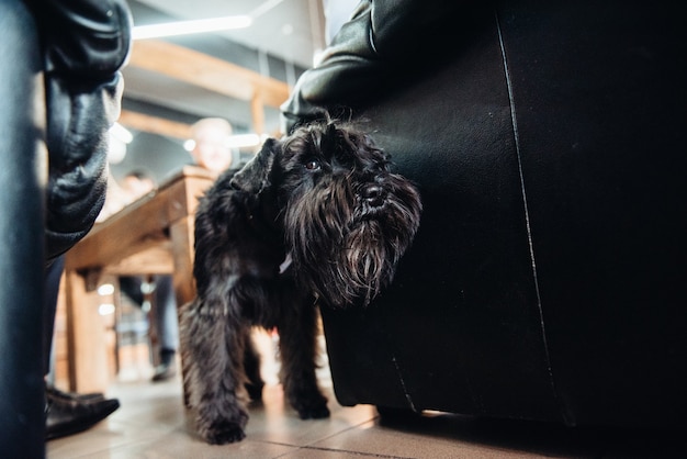 Terrier negro junto a un hombre