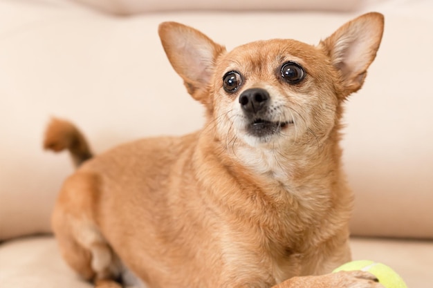 Un terrier Un perro pura sangre con un juguete Primer plano Temas de animales Portada de revista