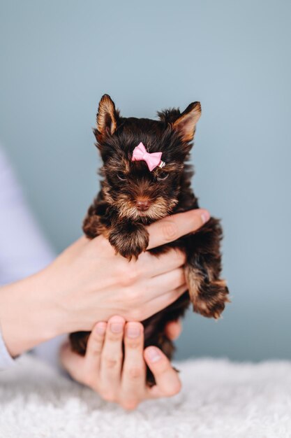 Terrier Puppy Hold in Händen auf blauem Hintergrund Welpe mit ernster und neugieriger Schnauze