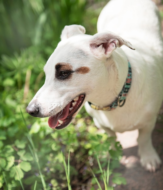 Terrier de raza de perro blanco en el jardín