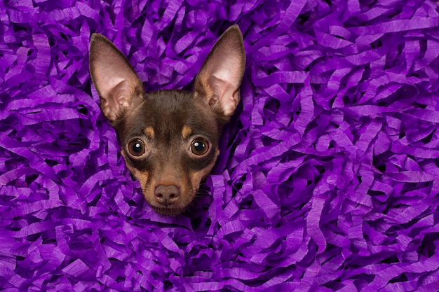 Terrier ruso se encuentra en un hermoso fondo