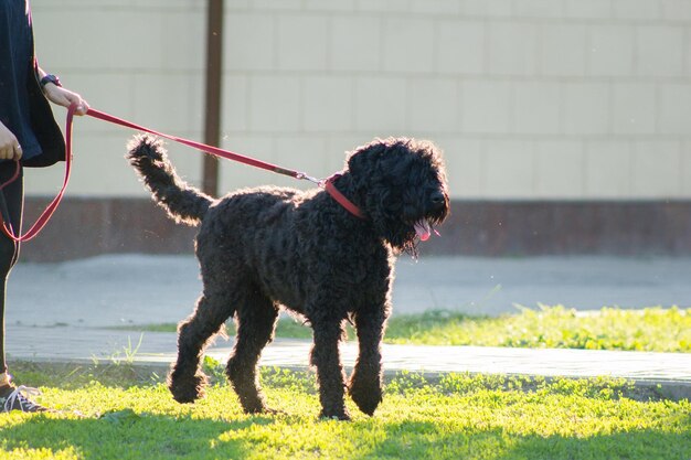 Terrier ruso negro con correa en el parque de la ciudad