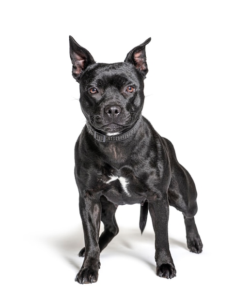 Terrier de Staffordshire americano negro aislado en blanco