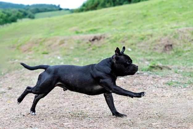 el terrier de Staffordshire