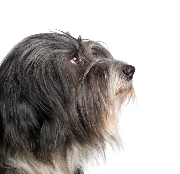 Terrier tibetano con 7 años.