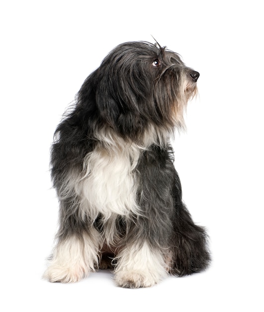 Terrier tibetano com 7 anos.