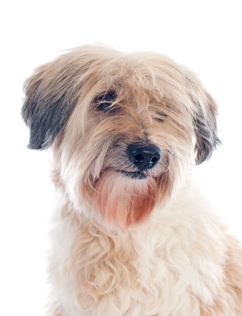 terrier tibetano