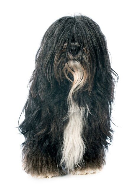 terrier tibetano