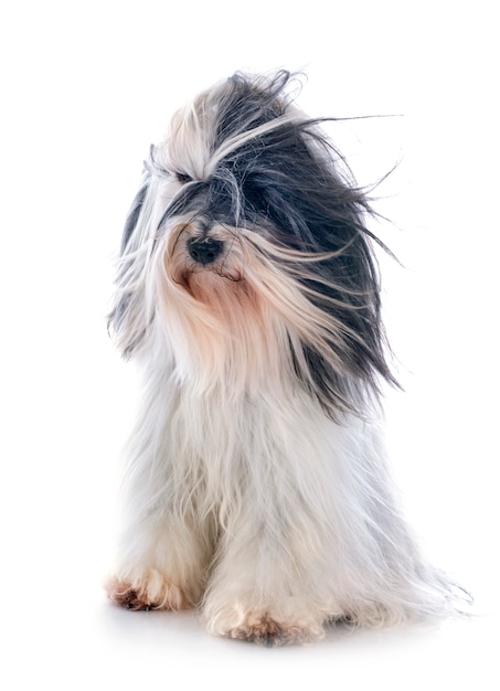 Terrier tibetano