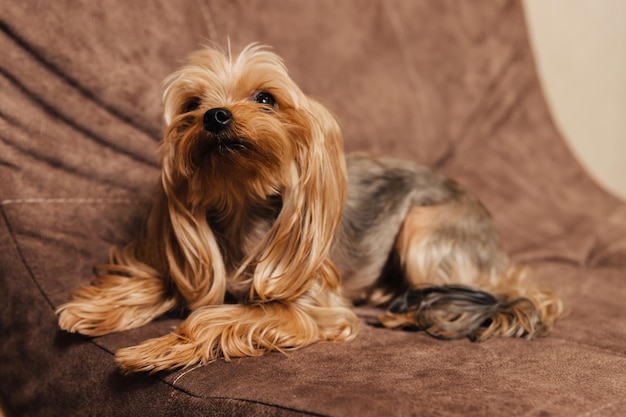 terrier de yorkshire. yorkie perro en el sofá.