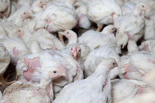 Territorio lleno de pollos de gallineros para producir productos cárnicos