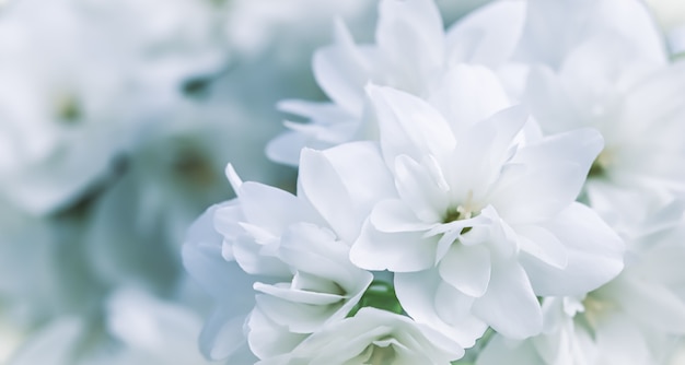 Foto terry blanco flores de jazmín en el fondo floral del jardín