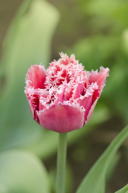 Terry eingesäumte Tulpe Queensland im Garten.