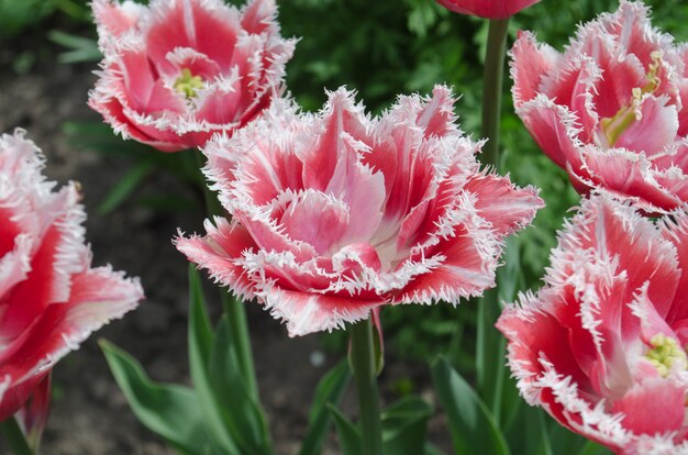 Terry franjou a tulipa no jardim.