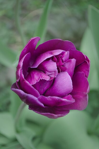 Foto terry full violeta púrpura peonyflowering lila flor de tulipán doble