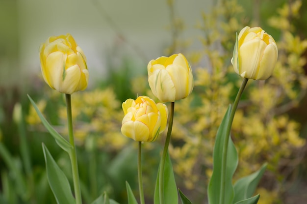 Terry gelbe Tulpen Schönheit von Apeldoorn Schöne gelbe Tulpe auf grünem Hintergrund