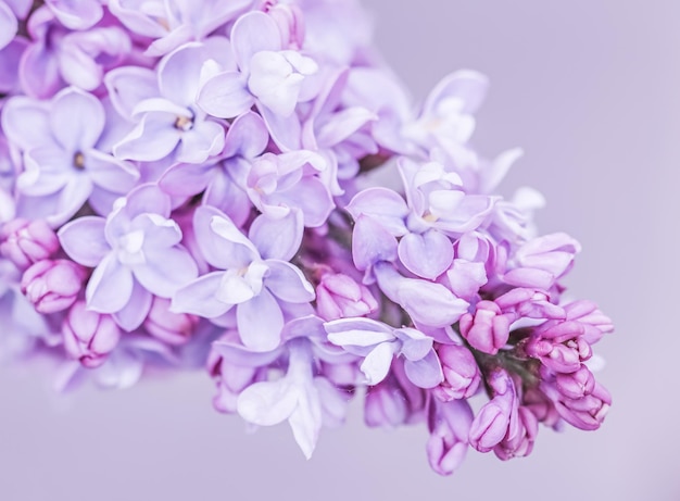 Terry púrpura Pétalos de flores lilas Fondo de flores macro para el diseño de vacaciones Enfoque suave