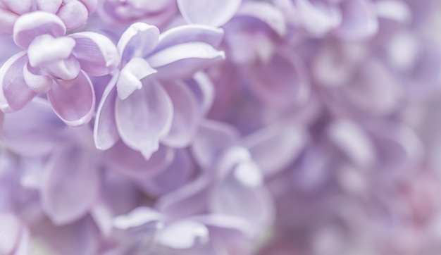 Terry púrpura Pétalos de flores lilas Fondo de flores macro para el diseño de vacaciones Enfoque suave