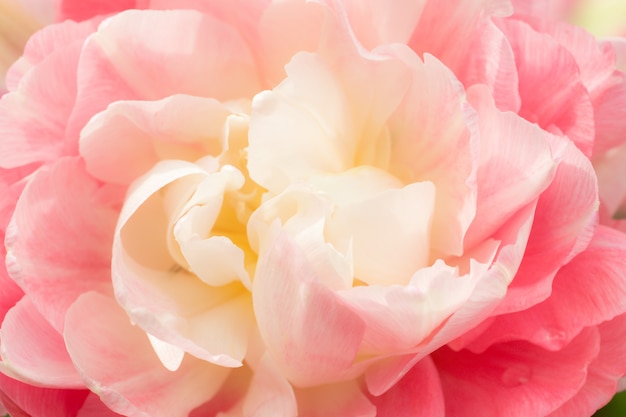 Terry rosa tulipán blanco. Enfoque selectivo macro Fondo de flor de cerca