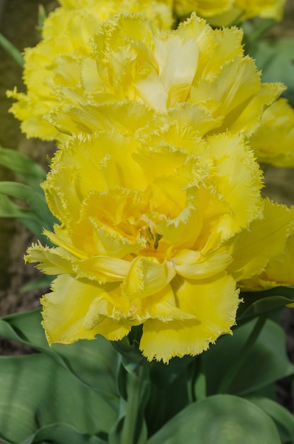 Terry tulipanes amarillos Hermoso tulipán amarillo sobre fondo verde