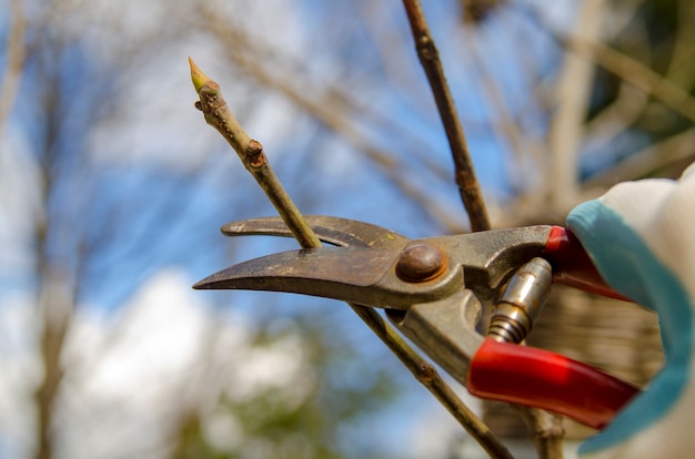 Tesoura no jardineiro mão cortando galhos de árvores para atualizar a planta