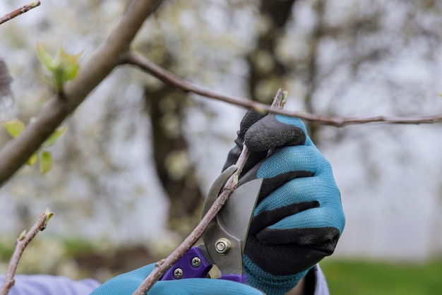 Tesouras de poda são usadas na primavera para cortar um galho de árvore frutífera