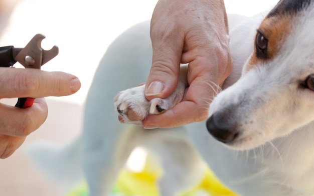 Tesouras para cortar as unhas do cão