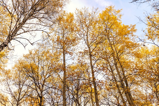 Teste padrão das árvores do outono Outono adiantado em Sibéria. Aspen