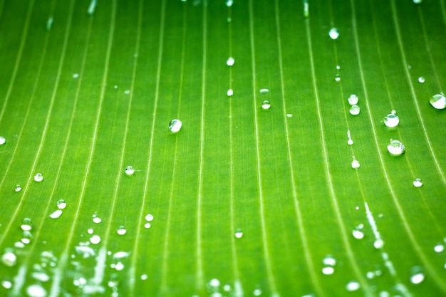 Teste padrão e orvalho verdes da folha com linha abstrata no fundo da natureza.