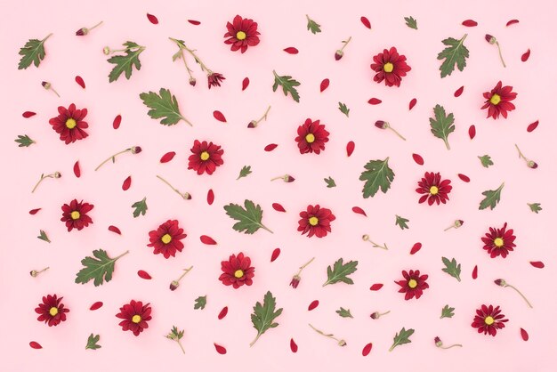 Teste padrão floral feito de folhas verdes de crisântemo vermelho em fundo rosa
