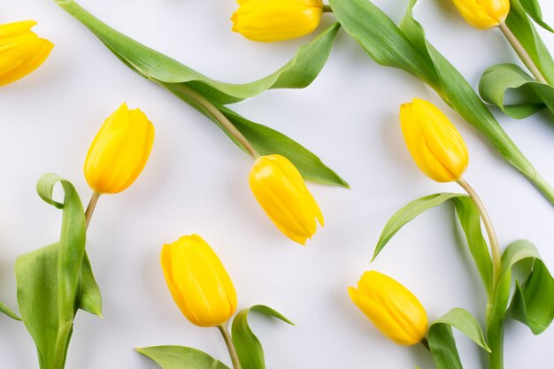 Teste padrão floral feito de tulipa amarela em fundo branco. Textura de padrão de flores. Vista plana leiga, superior.